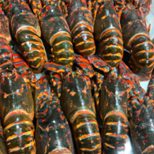 Healthy Seafood Whole Raw Frozen Spiny export products Lobster for Bulk Purchase Wholesale Top Quality Delicious and