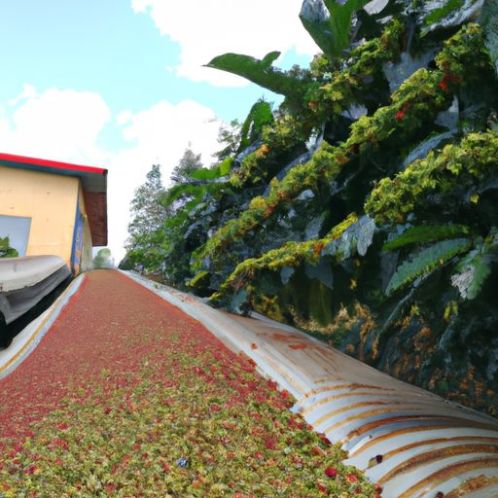 कॉफ़ी एरोमैटिक ऑर्गेनिक वेलबैलेंस्ड एनर्जाइज़ डिओडोराइज़िंग उत्पाद अरेबिका कॉफ़ी बीन्स ISO220002018 नेट 60 किलो वियतनाम निर्माता अरेबिका ग्रीन बीन