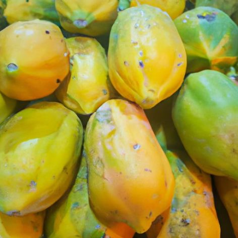 भारत से निर्यात के लिए कम कीमत उष्णकटिबंधीय ताजा 100 प्रतिशत उच्च गुणवत्ता वाले फल सस्ती कीमत गर्म बिक्री ताजा पपीता फल